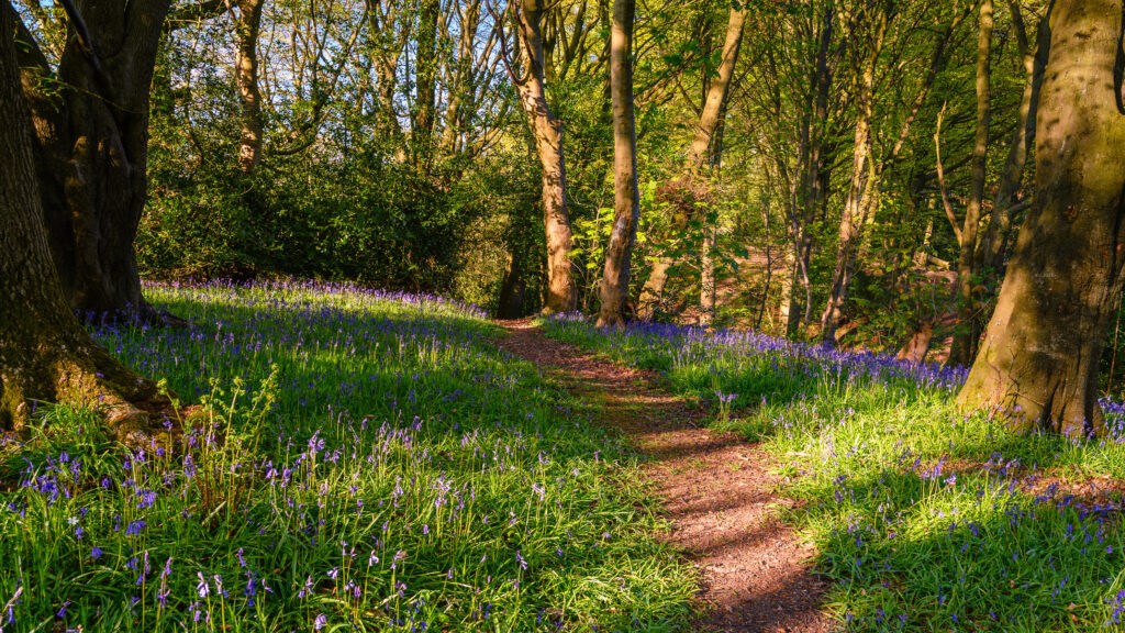 Morpeths ancient bluebell woods or Howburn Woods, are carpeted with bluebells in spring and is popular with walkers